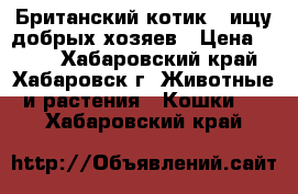 Британский котик , ищу добрых хозяев › Цена ­ 500 - Хабаровский край, Хабаровск г. Животные и растения » Кошки   . Хабаровский край